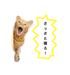 訴える猫（個別スタンプ：4）