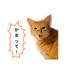 訴える猫（個別スタンプ：6）