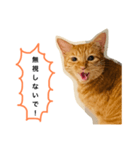 訴える猫（個別スタンプ：7）