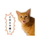 訴える猫（個別スタンプ：8）