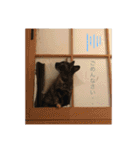necoco LIFE（個別スタンプ：4）