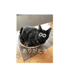 necoco LIFE（個別スタンプ：12）