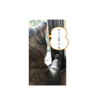 necoco LIFE（個別スタンプ：13）