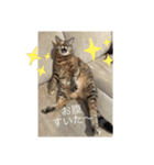 necoco LIFE（個別スタンプ：14）