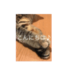 necoco LIFE（個別スタンプ：15）