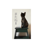 necoco LIFE（個別スタンプ：16）