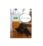 necoco LIFE（個別スタンプ：18）
