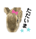 うさぎのもふもふちゃん（個別スタンプ：5）