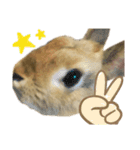 うさぎのもふもふちゃん（個別スタンプ：14）