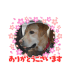 じゅらら～（個別スタンプ：4）