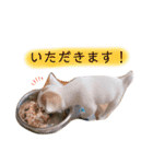 幸太郎(コタロウ)スタンプ part2（個別スタンプ：11）