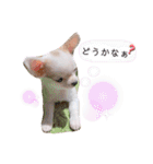 幸太郎(コタロウ)スタンプ part2（個別スタンプ：19）