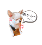 幸太郎(コタロウ)スタンプ part2（個別スタンプ：21）