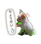 幸太郎(コタロウ)スタンプ part2（個別スタンプ：31）