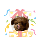 トイプードルのmayちゃん6（個別スタンプ：3）