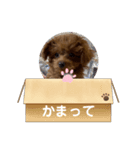 トイプードルのmayちゃん6（個別スタンプ：8）