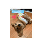 新・きなこスタンプ！（個別スタンプ：2）