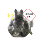 うさぎのテル。（個別スタンプ：4）