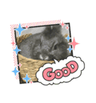 うさぎのテル。（個別スタンプ：7）