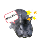 うさぎのテル。（個別スタンプ：8）