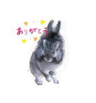 うさぎのテル。（個別スタンプ：10）