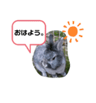 うさぎのテル。（個別スタンプ：11）