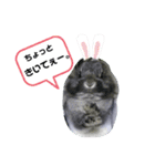 うさぎのテル。（個別スタンプ：15）