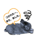 うさぎのテル。（個別スタンプ：16）