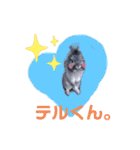 うさぎのテル。（個別スタンプ：19）