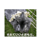 うさぎのテル。（個別スタンプ：20）