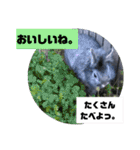 うさぎのテル。（個別スタンプ：22）