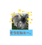 うさぎのテル。（個別スタンプ：23）