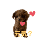 トイプードルのmayちゃん5（個別スタンプ：1）