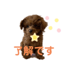 トイプードルのmayちゃん5（個別スタンプ：4）