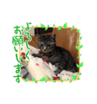 おれさまはうー。サバねこのうーです。（個別スタンプ：4）