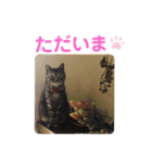 おれさまはうー。サバねこのうーです。（個別スタンプ：16）