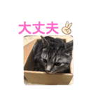 おれさまはうー。サバねこのうーです。（個別スタンプ：29）