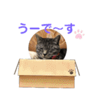 おれさまはうー。サバねこのうーです。（個別スタンプ：40）