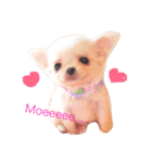 チワワのふぶきちゃん2（個別スタンプ：1）