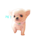 チワワのふぶきちゃん2（個別スタンプ：2）