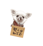 チワワのふぶきちゃん2（個別スタンプ：6）