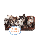 チワワのふぶきちゃん2（個別スタンプ：7）