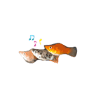 お魚さんたちの日常（個別スタンプ：1）