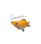 お魚さんたちの日常（個別スタンプ：10）