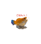 お魚さんたちの日常（個別スタンプ：13）