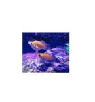 お魚さんたちの日常（個別スタンプ：31）