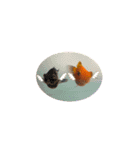 お魚さんたちの日常（個別スタンプ：35）