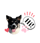 Archie’s life 3（個別スタンプ：1）
