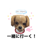 ま-る Chihuahua × Cavalier（個別スタンプ：1）