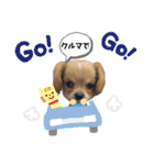 ま-る Chihuahua × Cavalier（個別スタンプ：2）